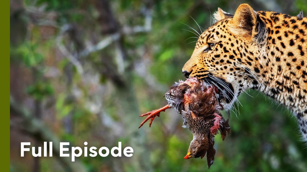 Inside the Hunting Strategies of Africa’s Big Cats | Wildlife Icons 101+102