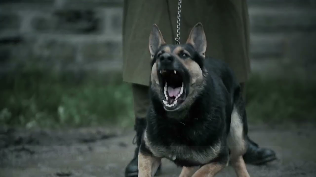 Dog Defense 101 - Dog Attack Self-Defense Tips | Defense Divas&reg;