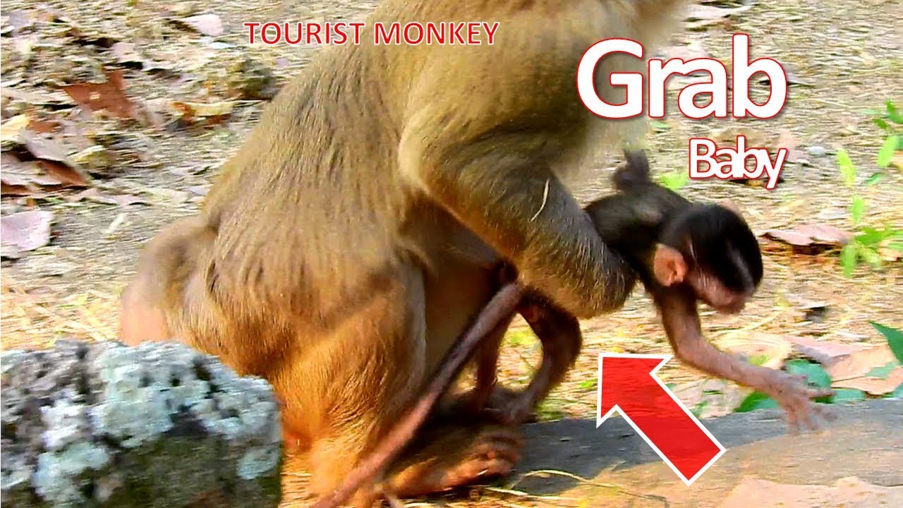 OMG Pigtail monkey grab baby go away, Baby monkey very scary cos she catch very fast