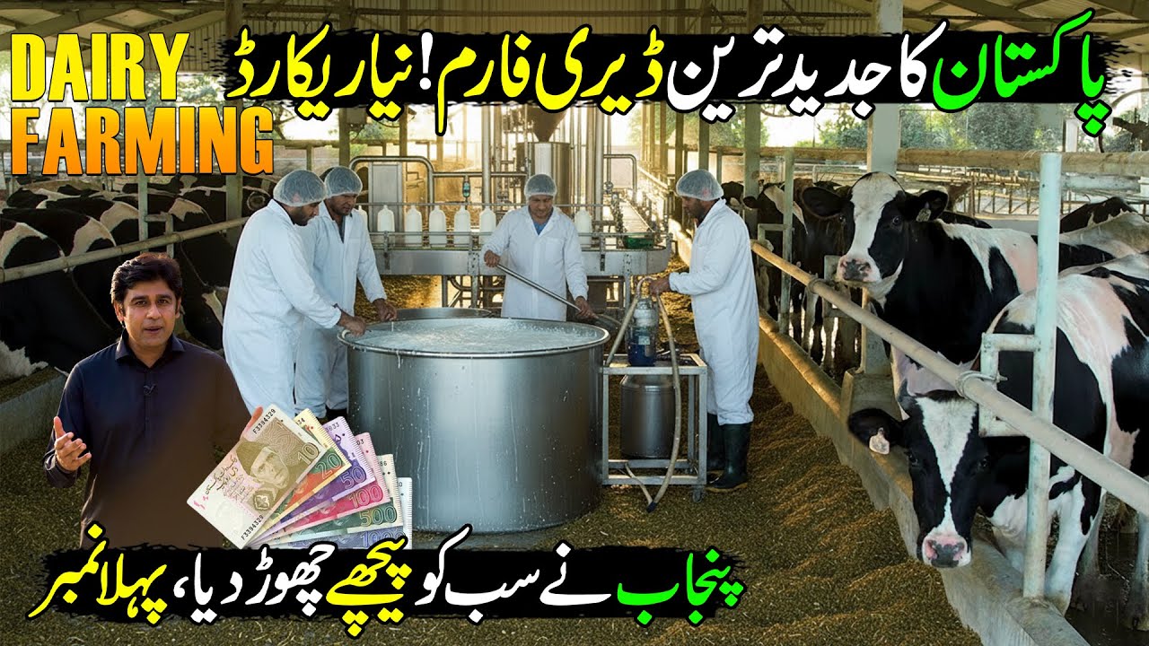 Modern Dairy Farming In Pakistan With Latest Technology | Kissan Ka Pakistan | Discover Pakistan