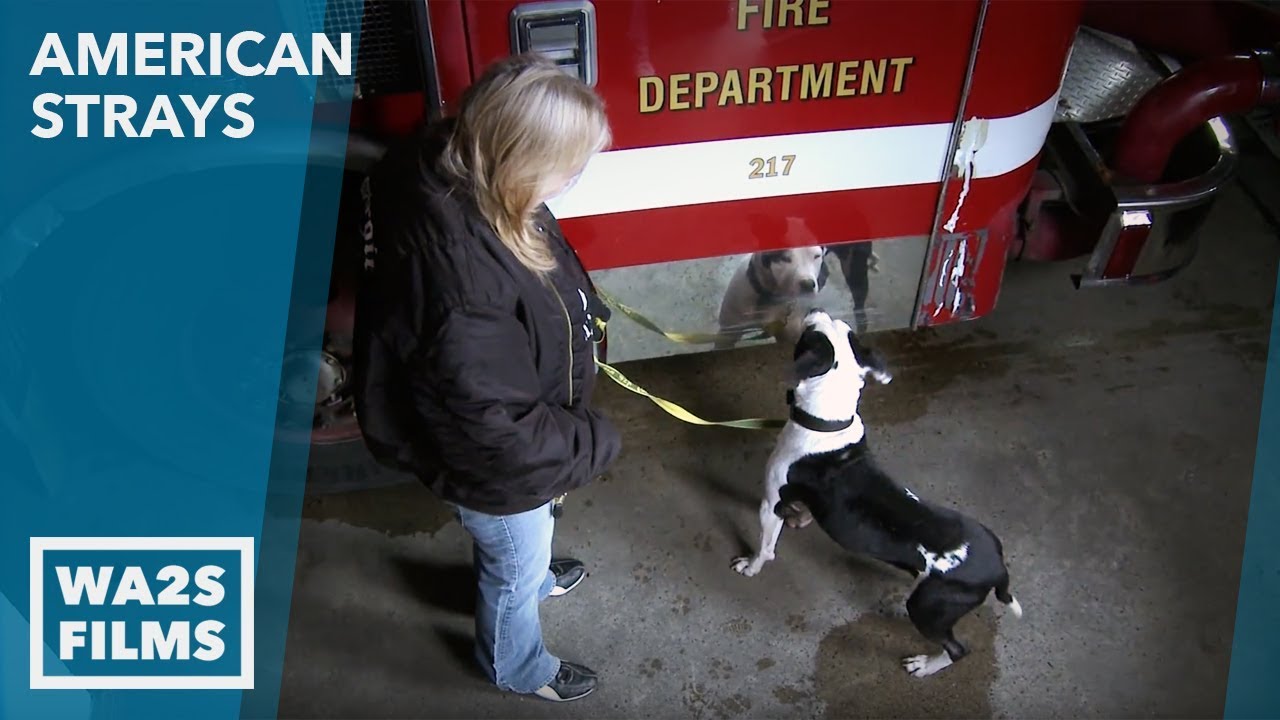 Firehouse Rescue - American Strays the series - Hope For Dogs Like My DoDo