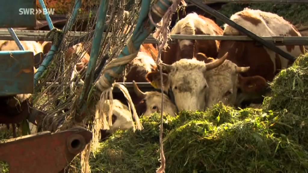 SWR Landesschau Baden-Württemberg - BOGY Kurs Gymnasium Mengen.mp4