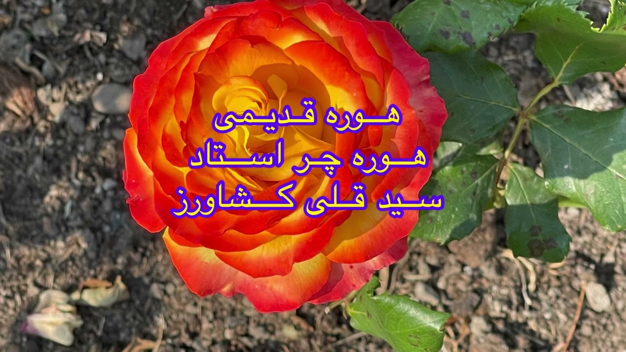 هوره فره خوش قدیمی