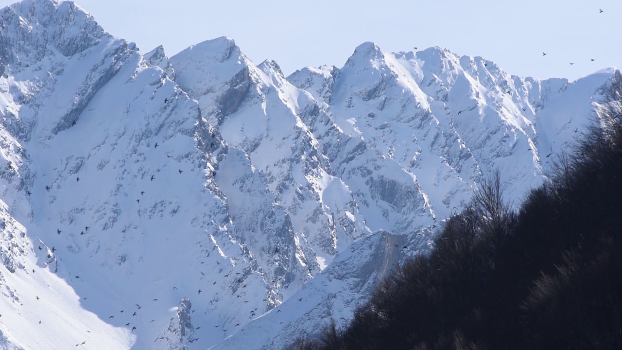 Février bleu : vols de palombes en Val d