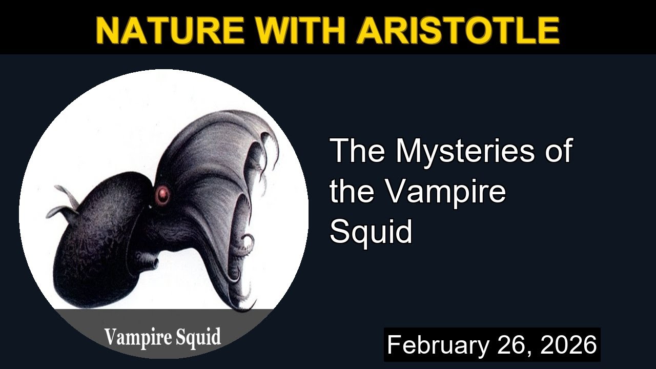 The Mysteries of the Vampire Squid | Nature with Aristotle