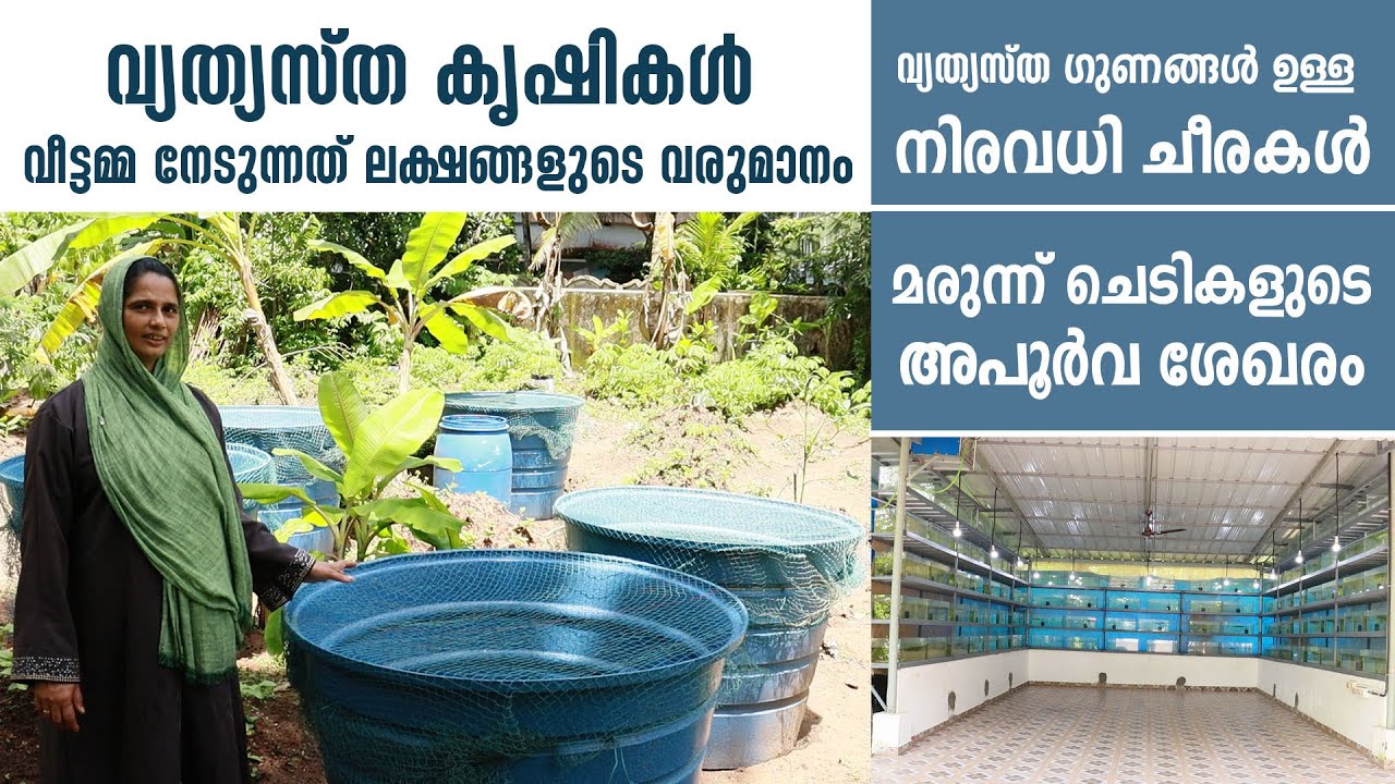 വ്യത്യസ്ത കൃഷികൾ | നിരവധി ചീരകൾ | മരുന്ന്ചെടികളുടെ ശേഖരം | Eco-Friendly Products | ടെറസ് കൃഷി Part 3