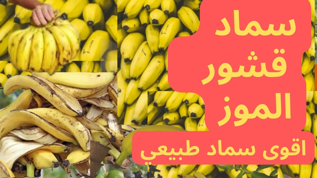 سماد قشور الموز | اقوى سماد طبيعي من قشر الموز