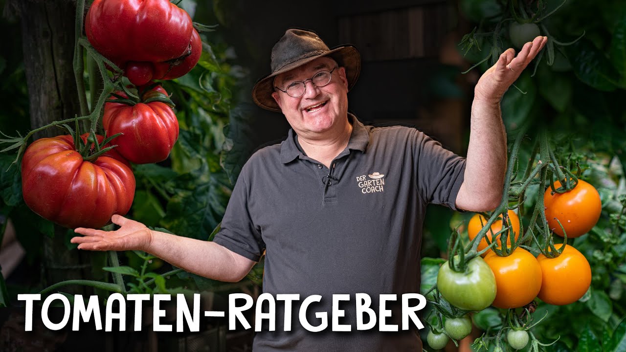 Die besten Tomatensorten für DEINEN Garten 🍅 - Freiland, Balkon & Gewächshaus