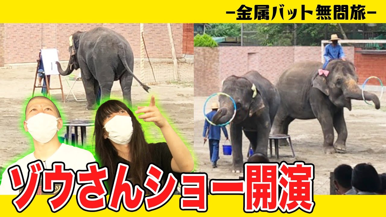 金属バット ゾウさんショーに大興奮【ふれあい】 ※無問旅５