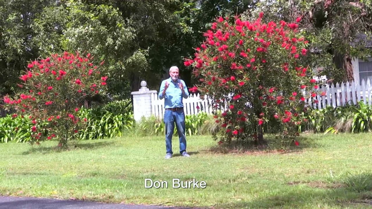 Bottlebrush love damp soils. Burke's Backyard