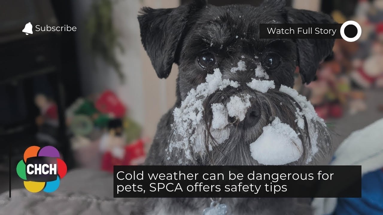 Cold weather can be dangerous for pets, SPCA offers safety tips