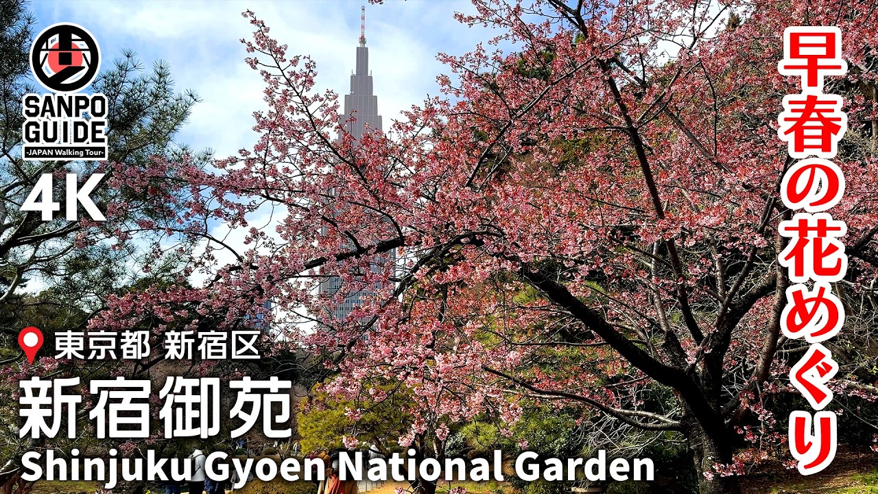 【新宿御苑】早春の花を求めて｜梅・河津桜・サツマカンザクラ 4K｜東京散歩