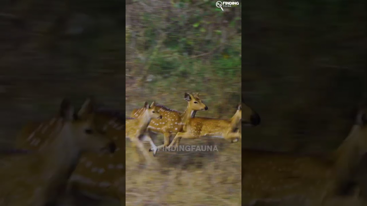 3 Cheetah killed spotted deer in Kuno National Park 