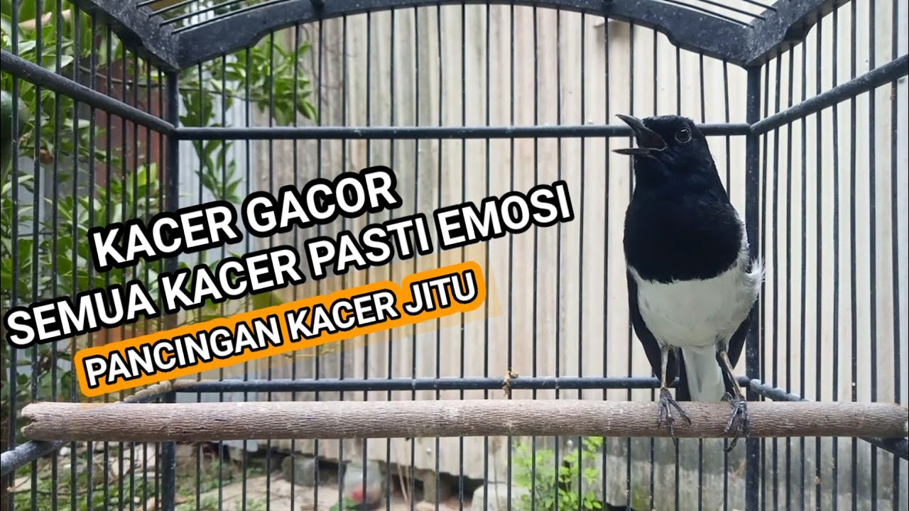 Kacer GACOR ngeplong KONSLET Tarung ini Paling Ampuh untuk PANCINGAN KACER agar EMOSI..