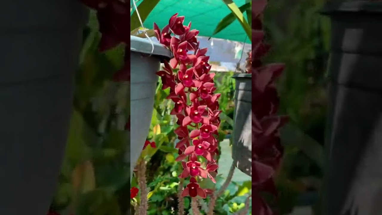 Stunning Cymbidium Orchid Flowers