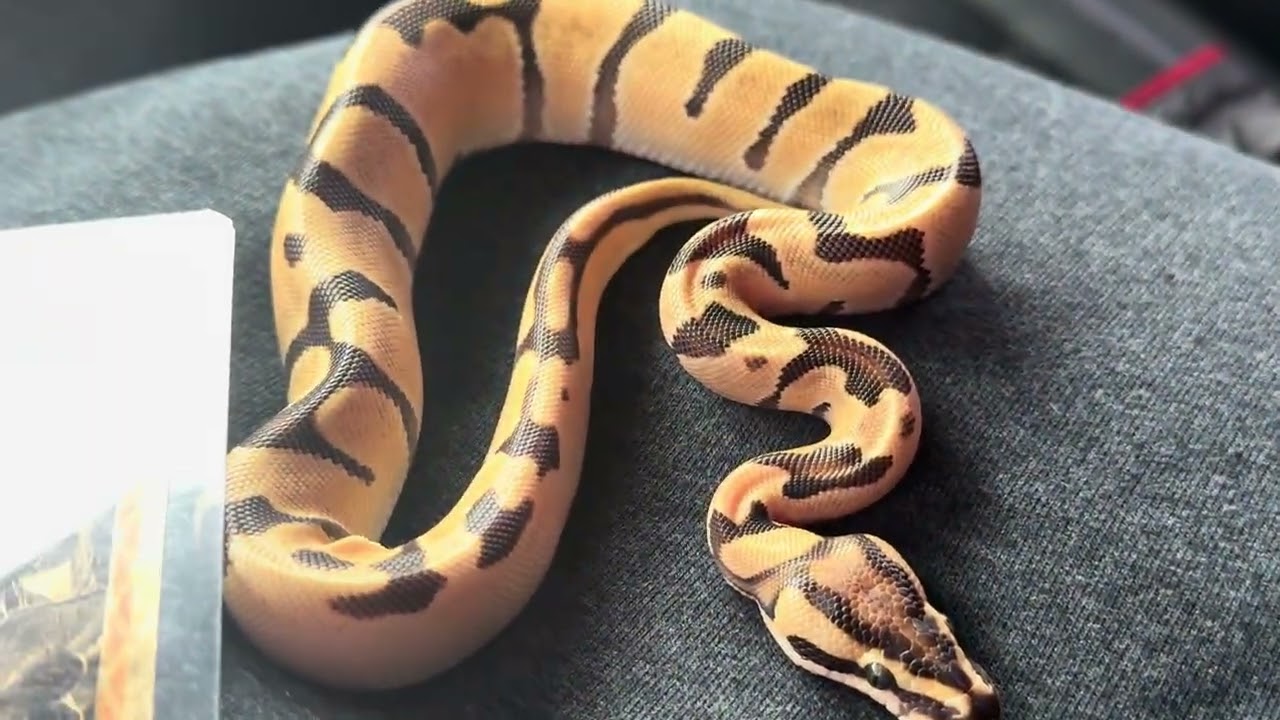 Orange Dream Fire // GoldBacks Below Spot