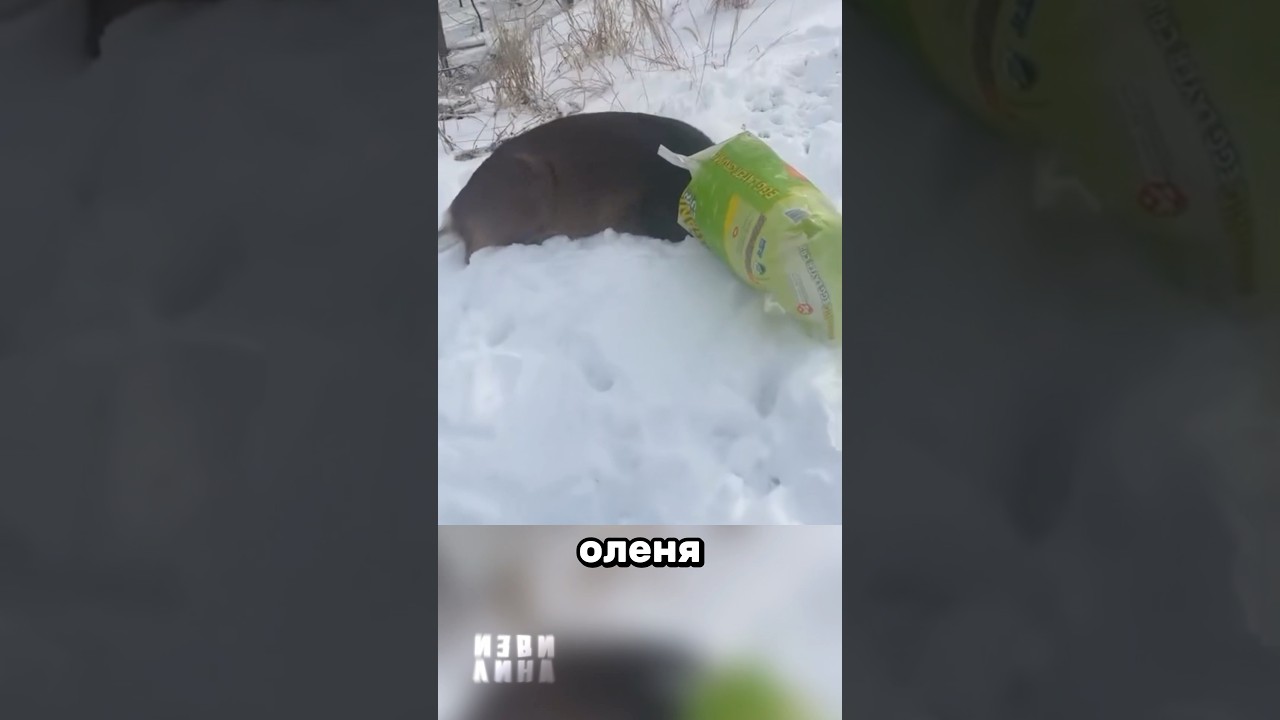 Подозреваемый в штате Нью-Йорк