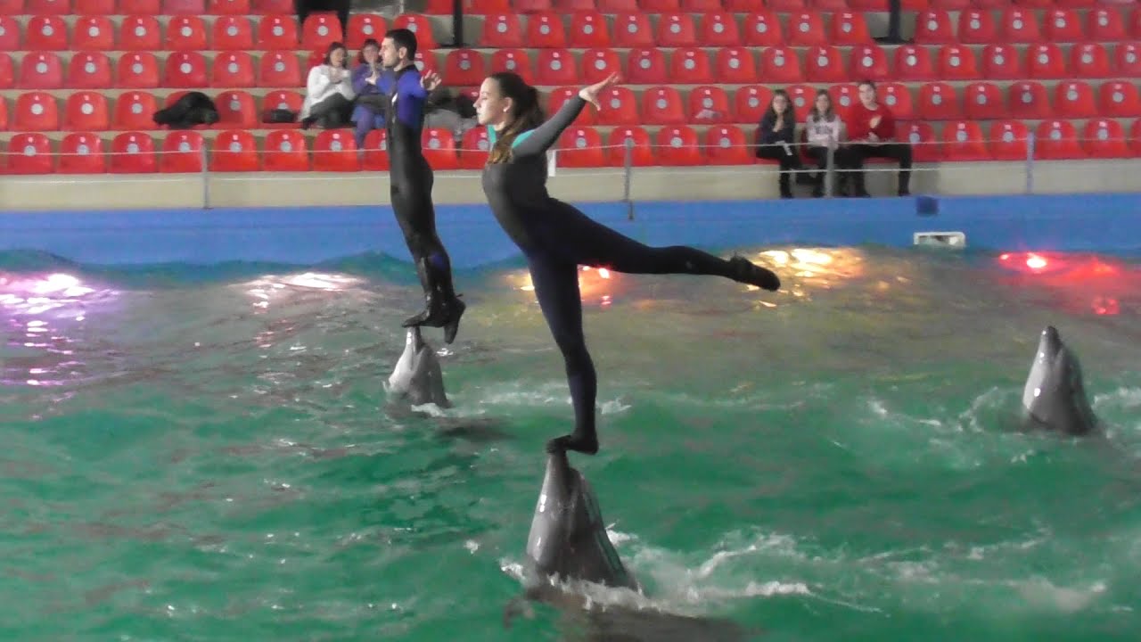 Дельфинарий НЕМО Одесса. Dolphinarium NEMO Odessa. Дельфины.🐬