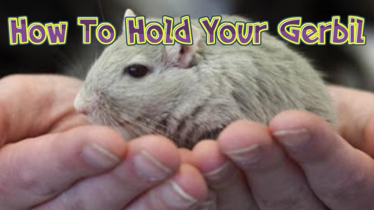 How To Hold A Gerbil