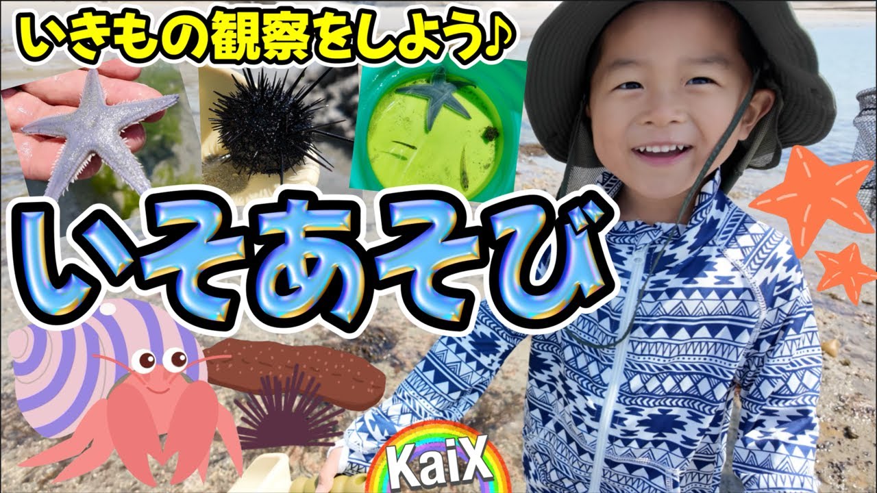 【磯遊び！幼児向け】ヒトデにヤドカリにウニ‼︎天然の水槽を海の生き物でいっぱいにしよう♪