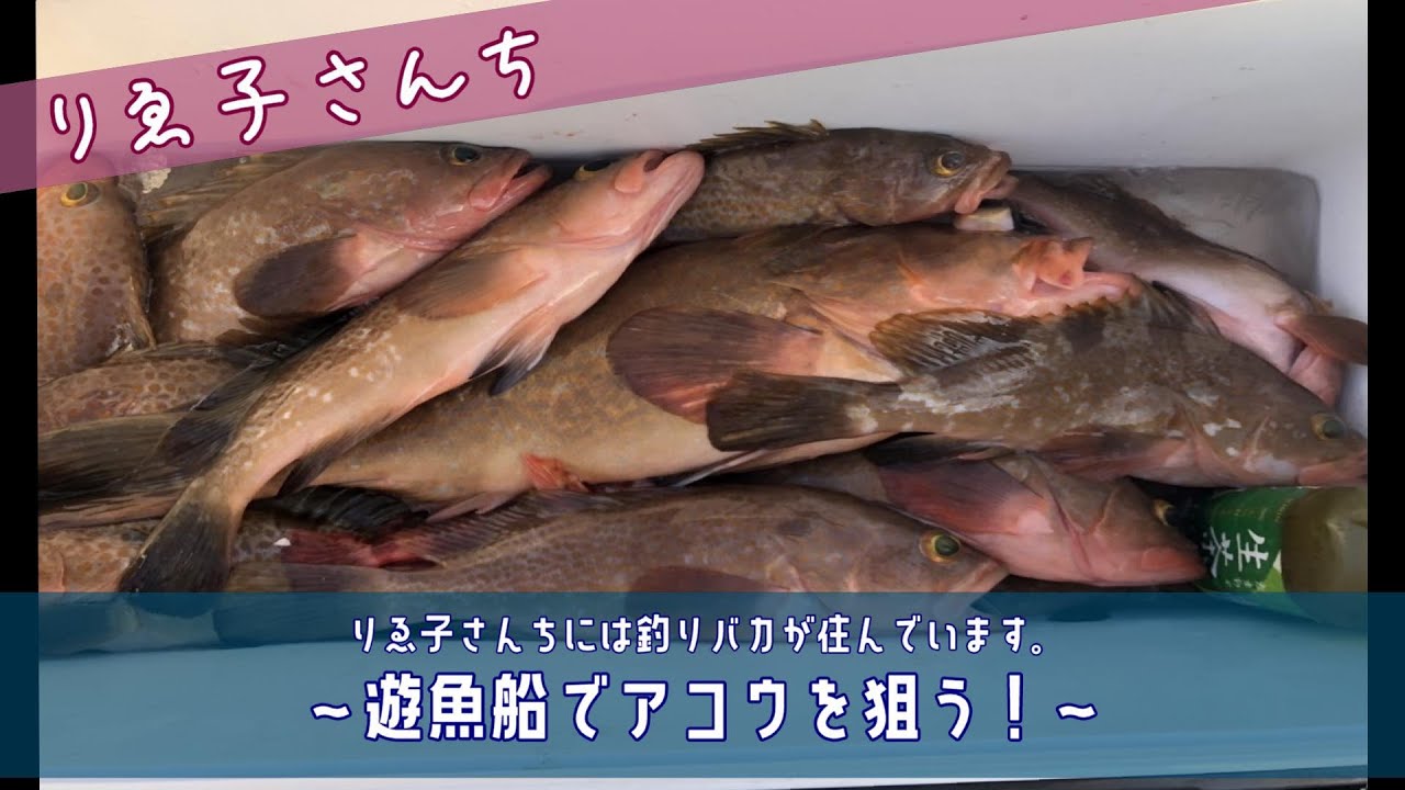 #001 遊魚船でアコウ(キジハタ)を狙う！
