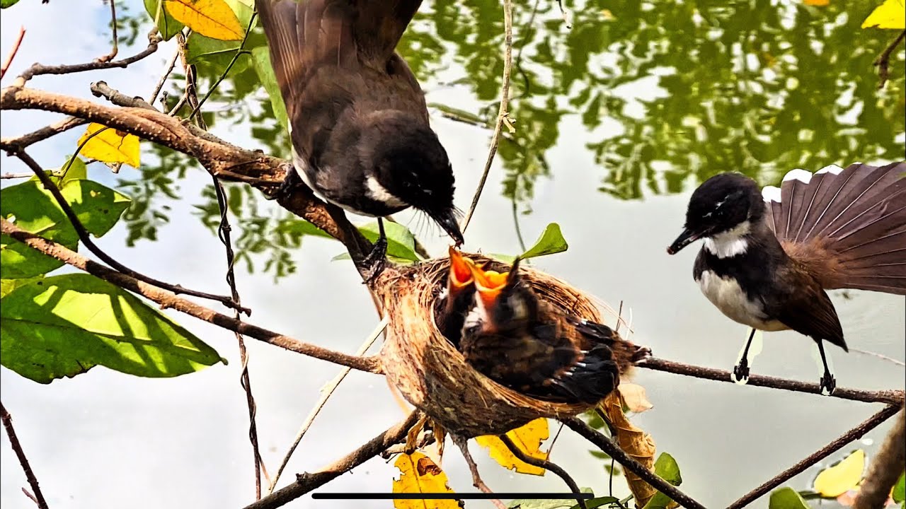  Magpie Robin Chicks Ready to Leave the Nest | Fledging Day #MagpieRobin #FledgingDay #BabyBirds #