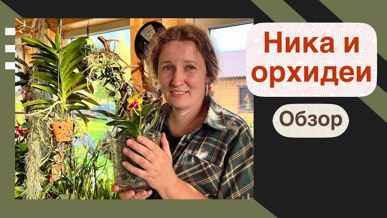 Коллекция орхидей @Yoll | Обзор цветущих 
