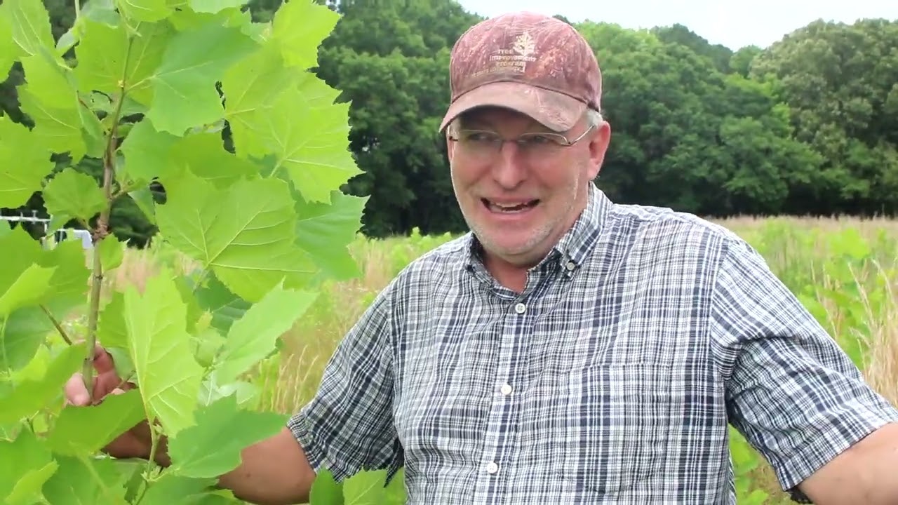 Research: Sycamore trees could be good 