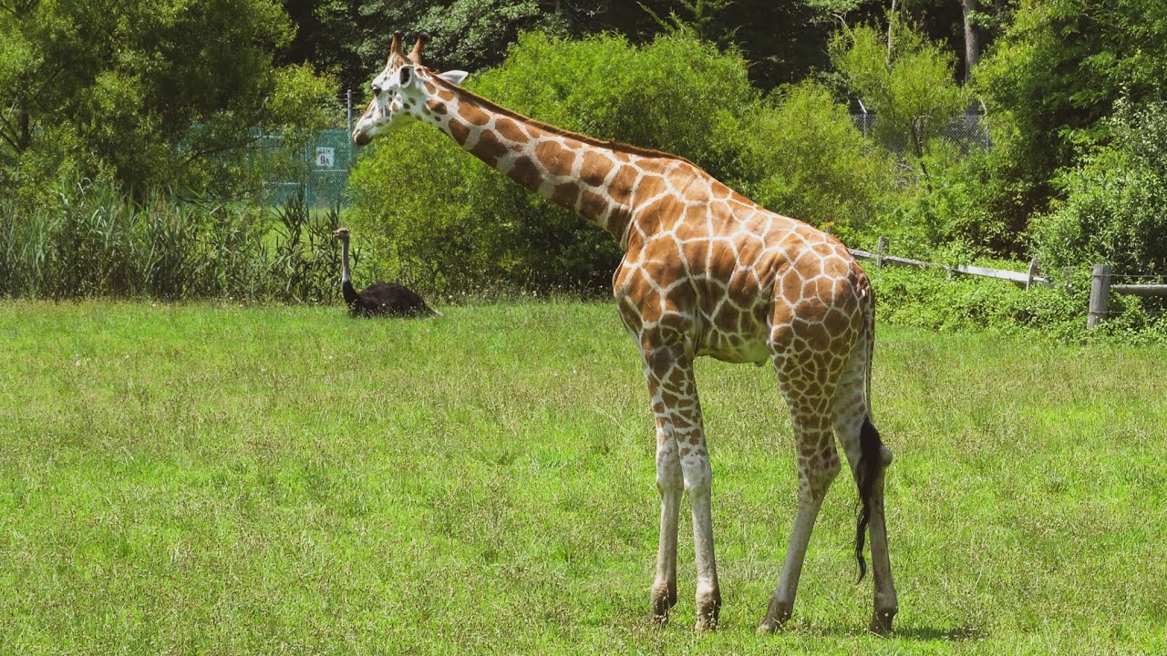Cape May County Zoo - Our Day Visiting This Free Zoo in NJ