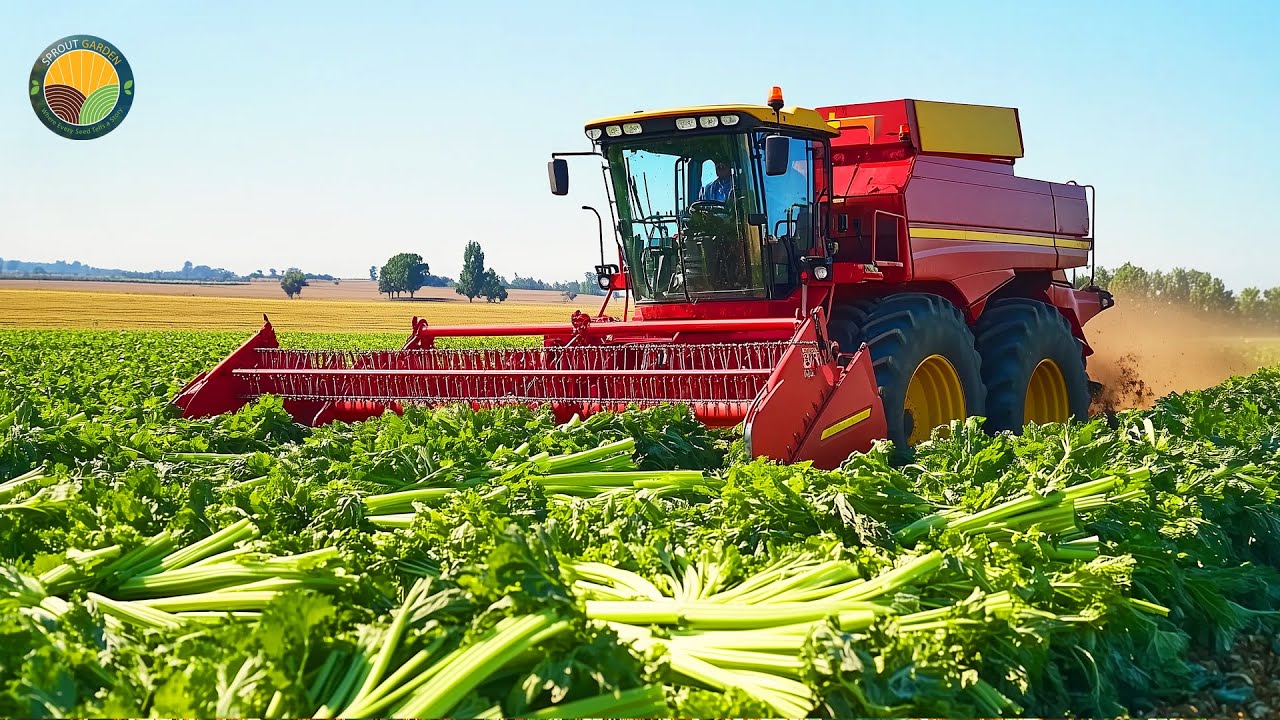 How American Farmers Harvest 1.6 Billion Pounds Of Celery by Machine | Farming Documentary