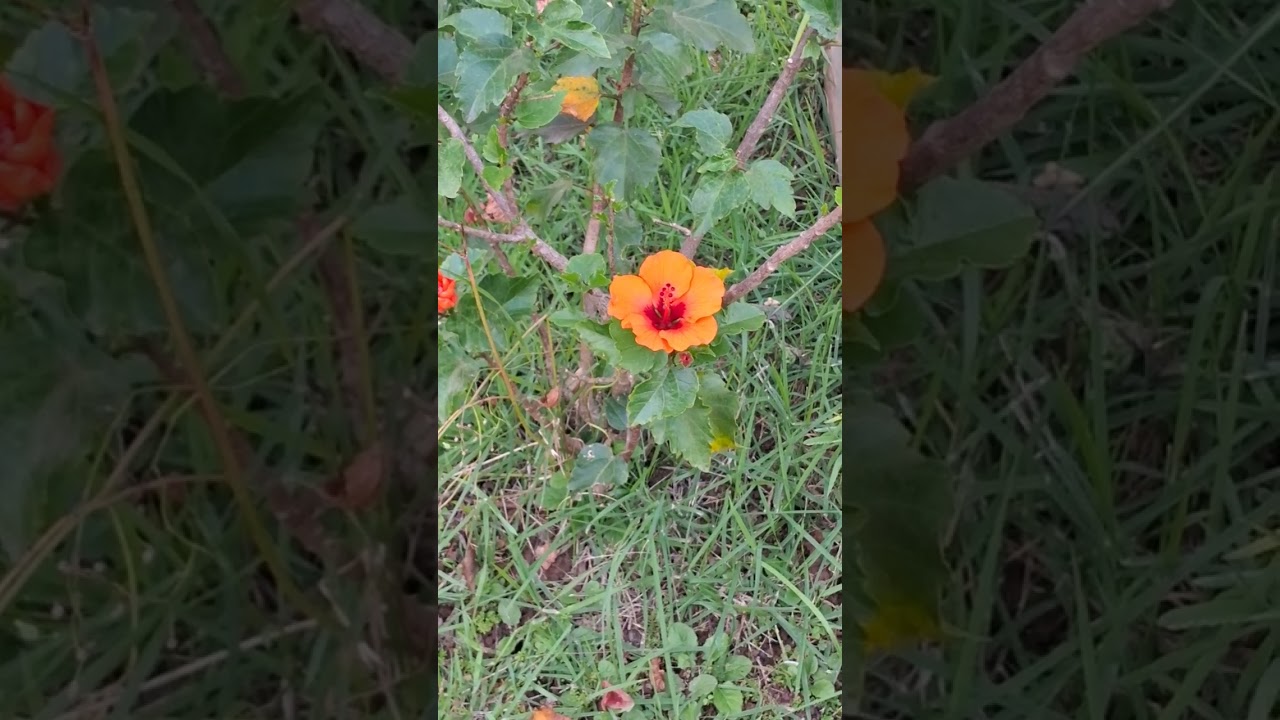 #deusnocomando #floresca #flowers #florescer #garden #nature #love #florestar #florescimento