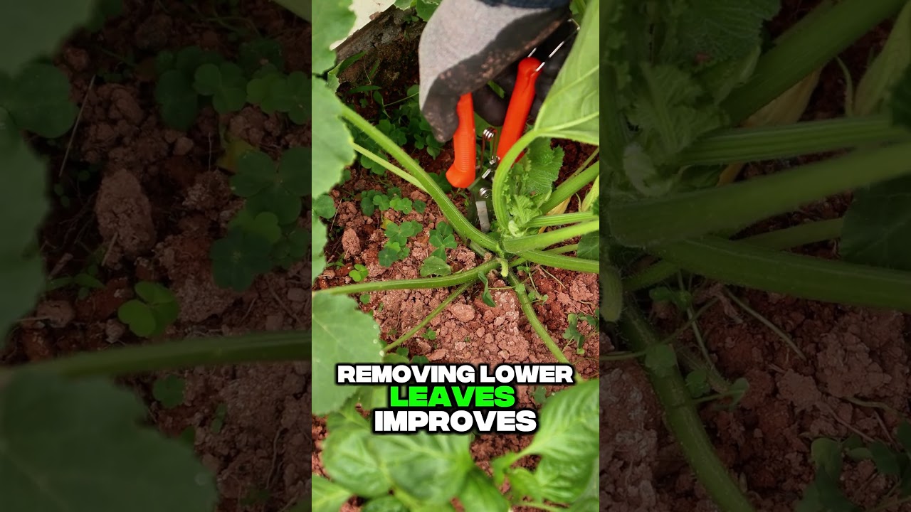 🌿 Why Do Pro Farmers Prune Old Zucchini Leaves? | Key Tips for Better Airflow & Disease Prevention!