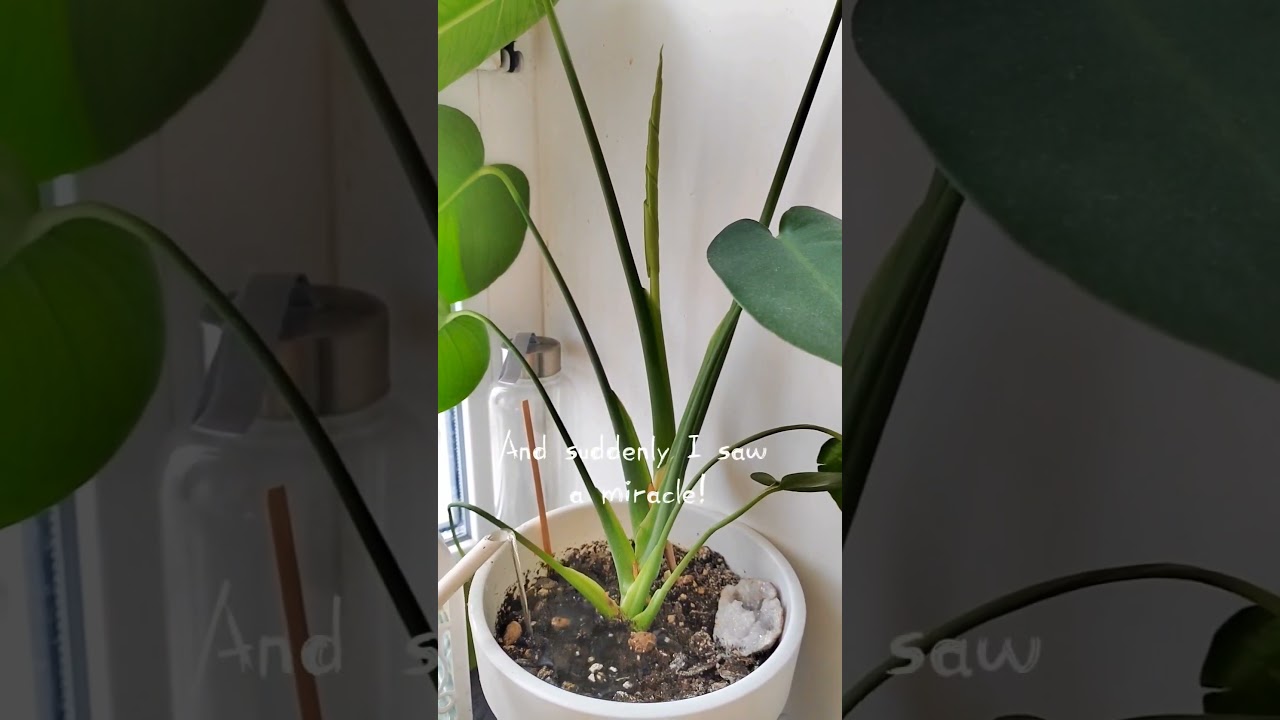 First fenestrated leaf / Slow living vlog #monstera #houseplants #houseplantscare #fenestration