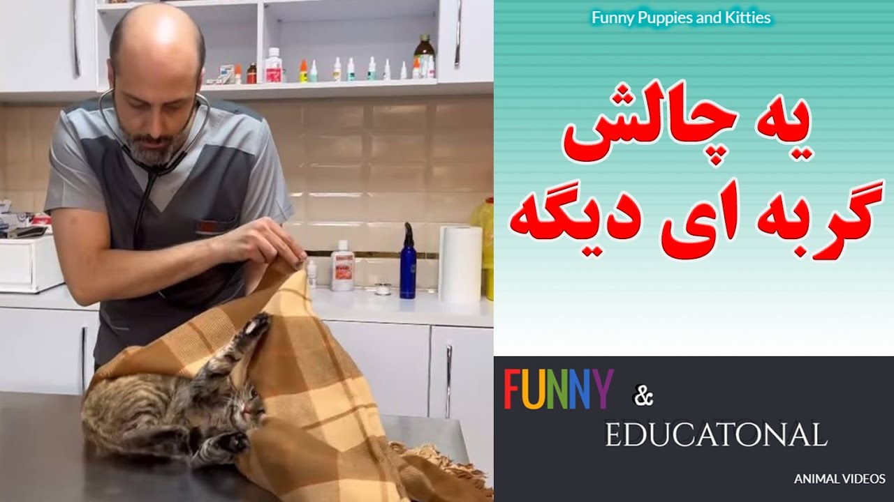 یه چالش گربه ای دیگه