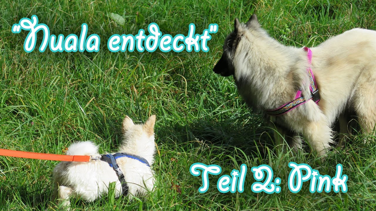 Nuala entdeckt - Teil 2: Pink (Tervueren 11 Monate, Islandhund Welpe 9 Wochen, Amira's Blog)