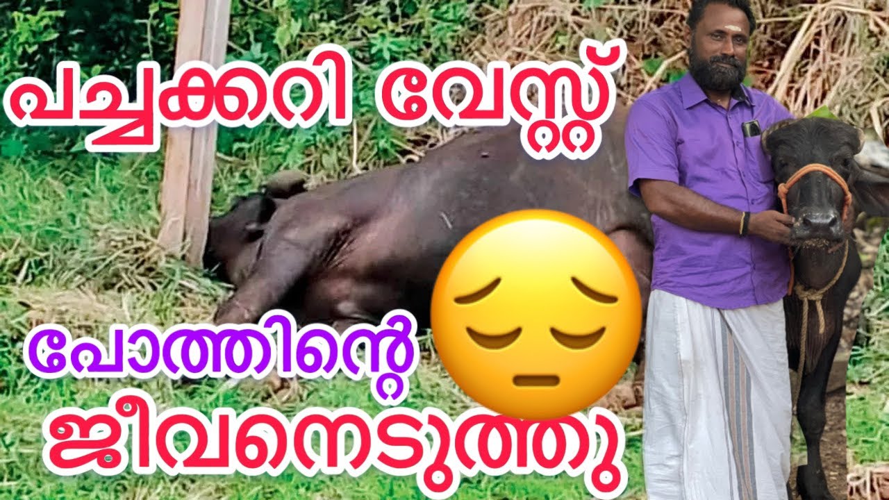 പച്ചക്കറി വേസ്റ്റ് പോത്തിന്റെ ജീവനെടുത്തു ശ്രെദ്ധിക്കുക 😔😔