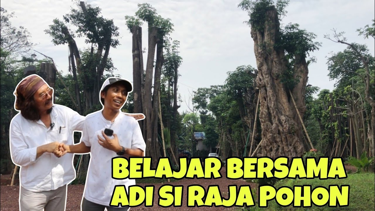 ADI SI TUKANG POHON | PART 2