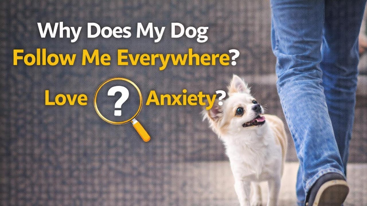 Why Does My Dog Follow Me Everywhere? | Love or Anxiety?