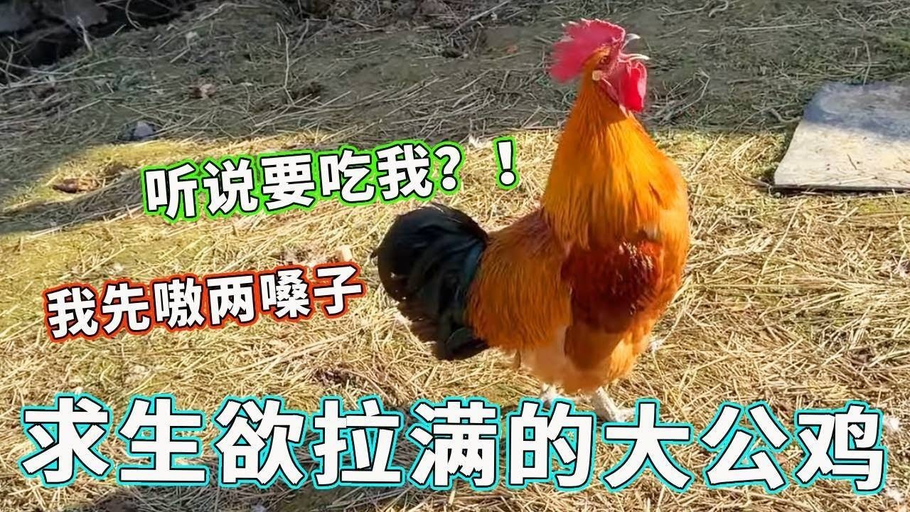 求生欲拉满的大公鸡！大公鸡：听说不配合你就要下锅？！我现在就给你嗷两嗓子！【天下一场梦】