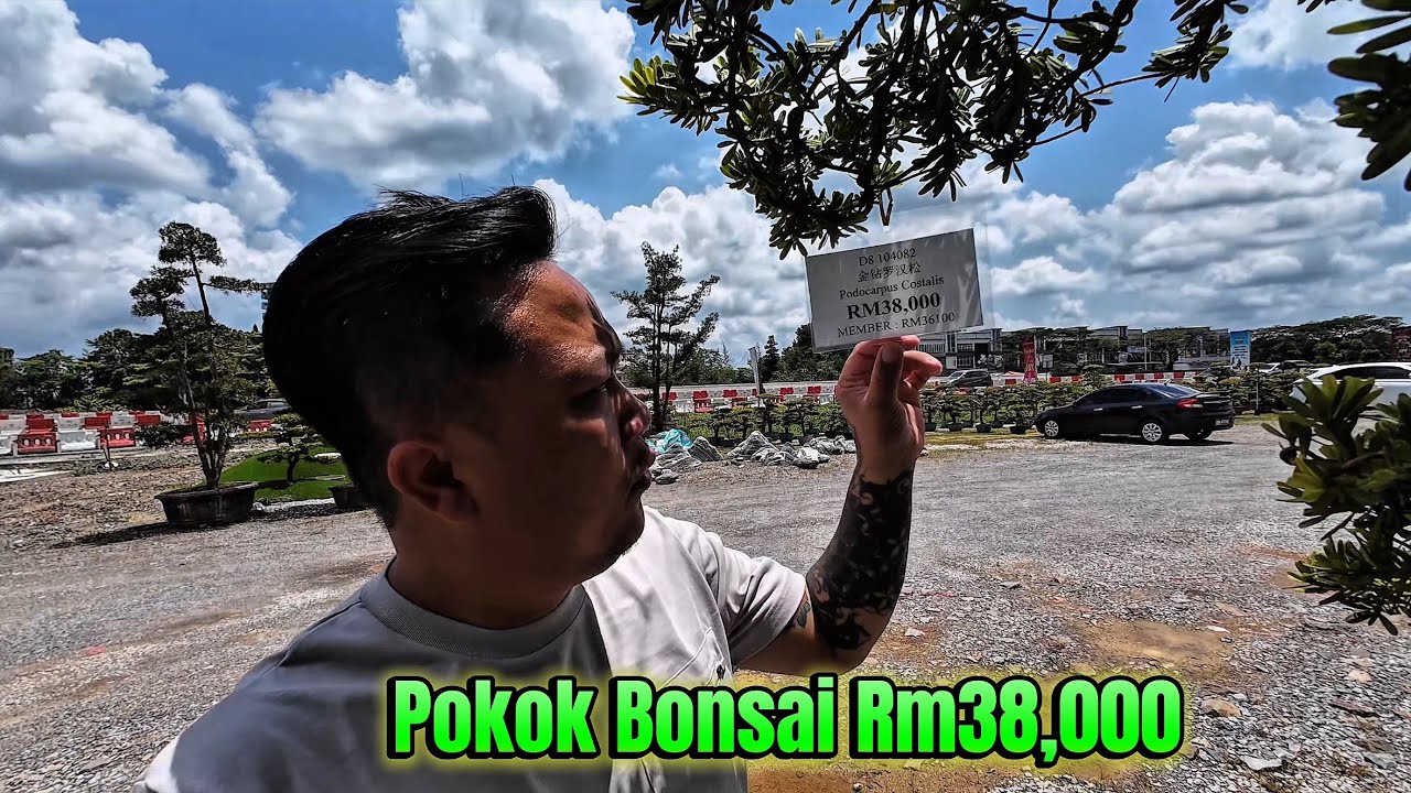 HARGA POKOK BONSAI SAMA DENGAN SEBIJI KERETA // PLAN AWAL LANSCAPE TEPI RUMAH // 