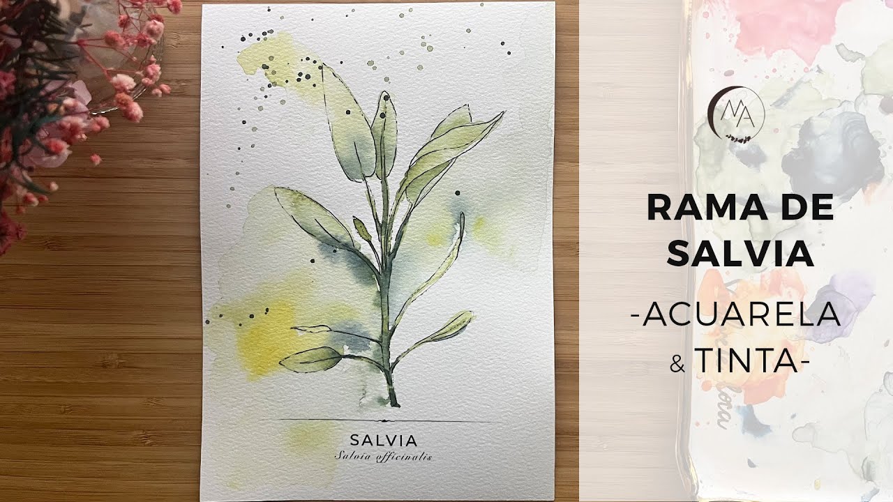SALVIA- Pintar con acuarela y tinta hojas y ramas estilo suelto