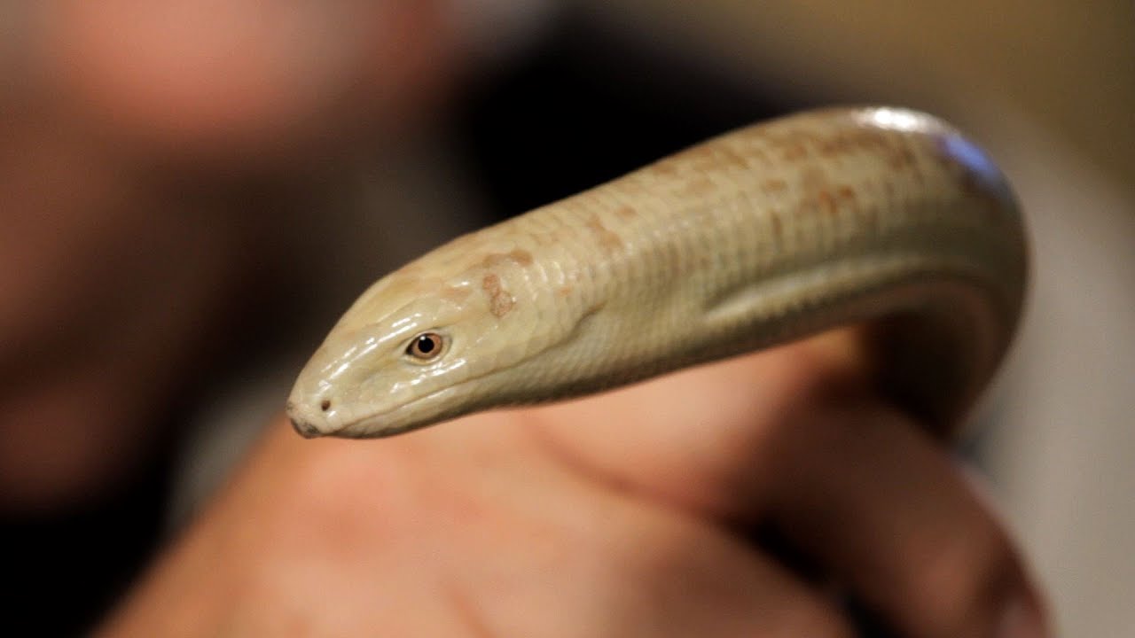 3 Cool Facts about Legless Lizards | Pet Reptiles