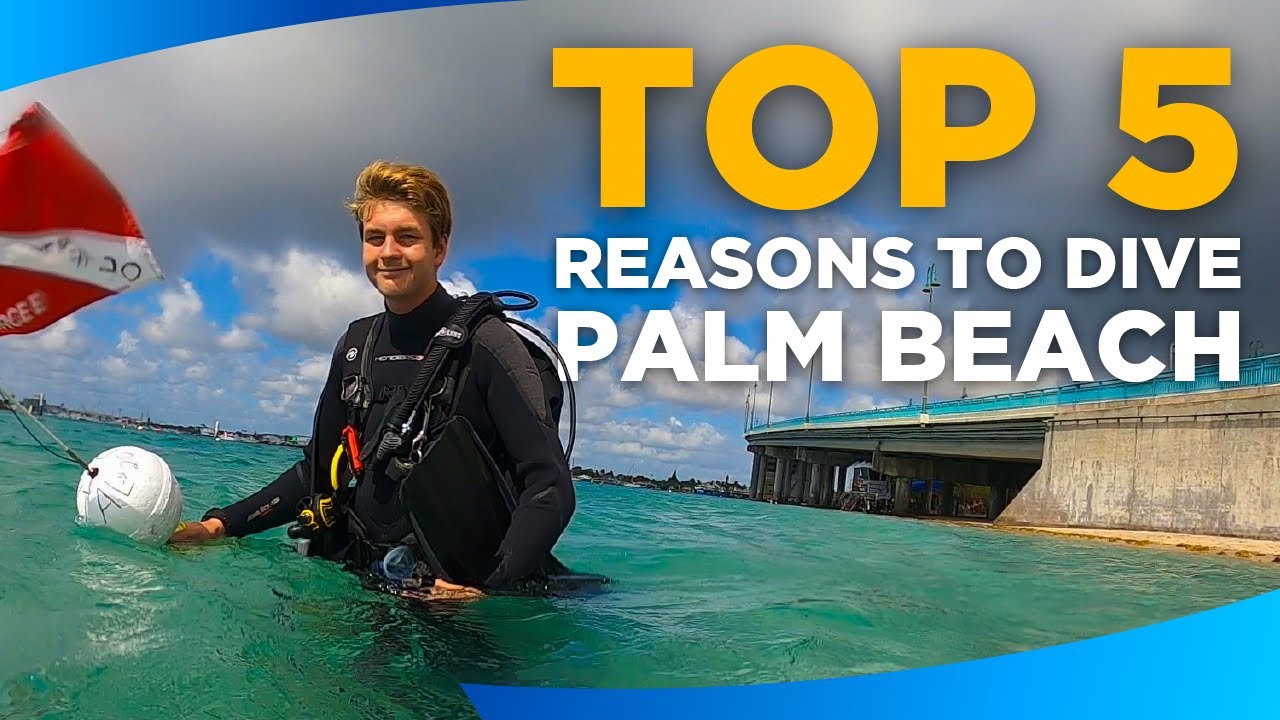 Top 5 Reasons to Scuba Dive Palm Beach