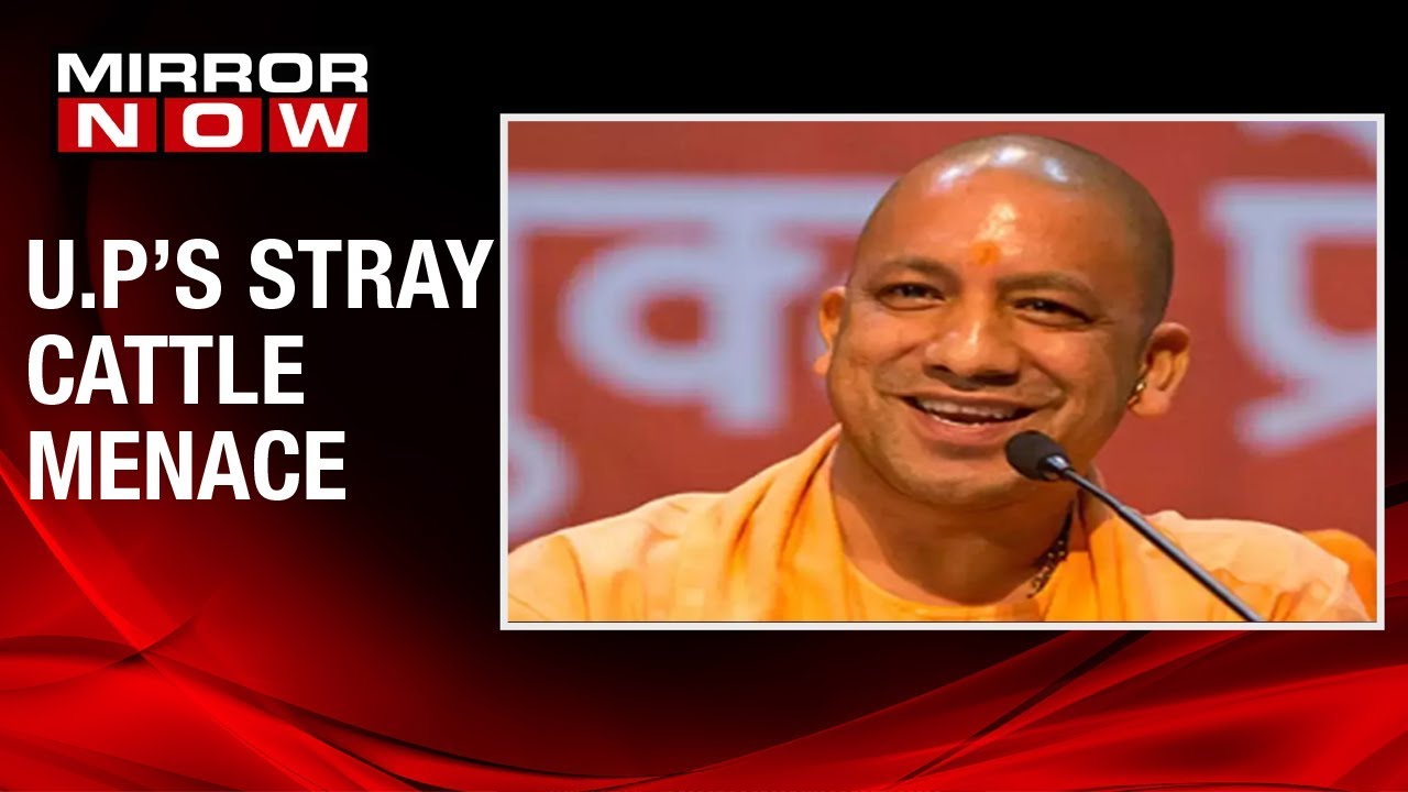 U.P CM Yogi Adityanath issues directive to district collectors to tackle cow menace