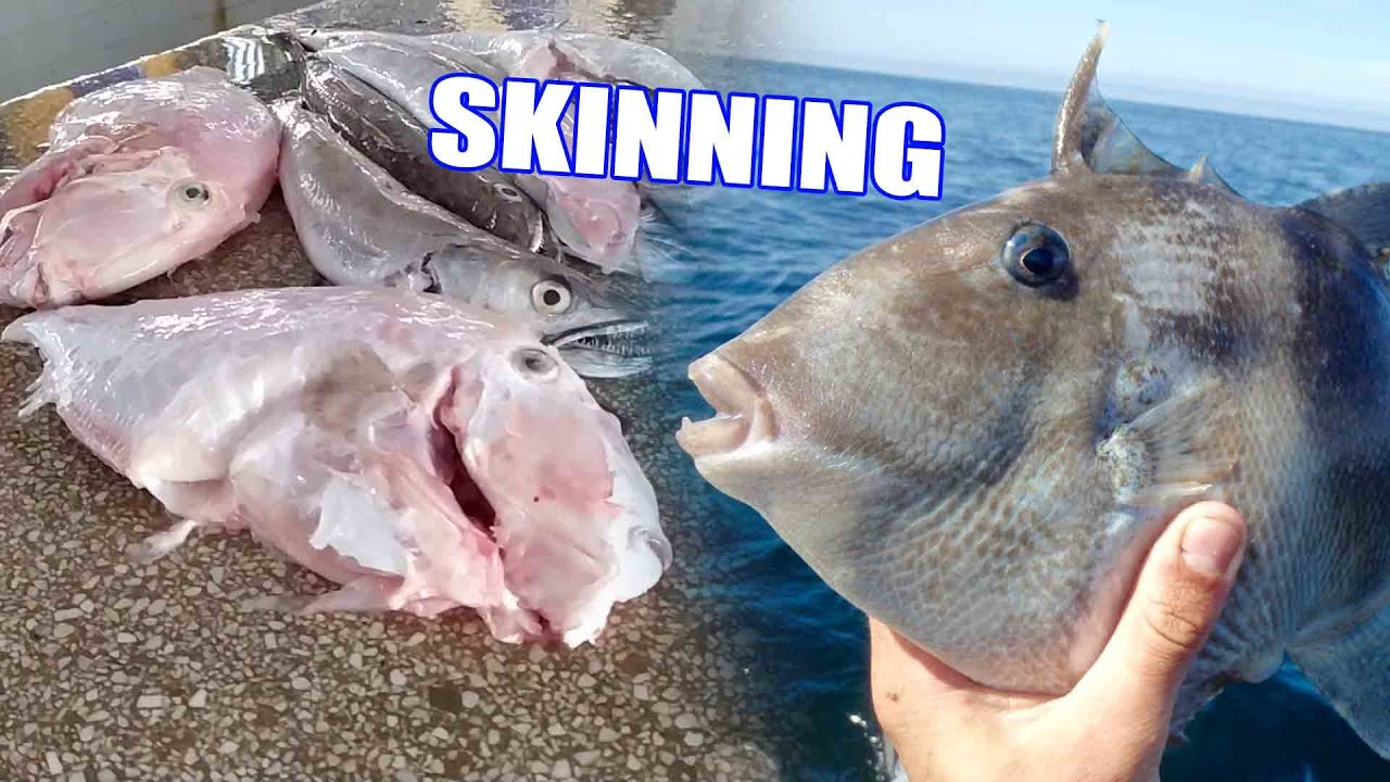GREY TRIGGERFISH CLEANING AND SKINNING