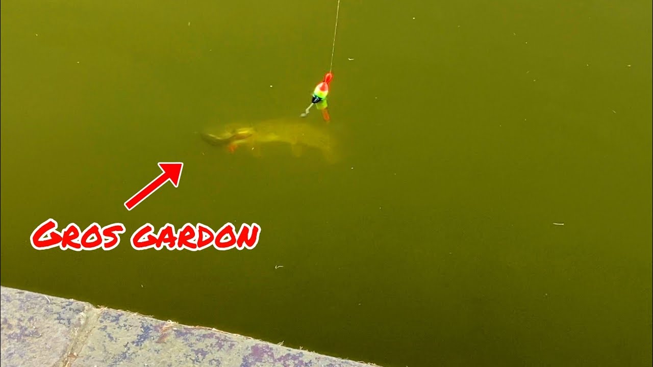Mes gros vifs se font dévorer par des carnassiers féroces ! Pêche au vif #38