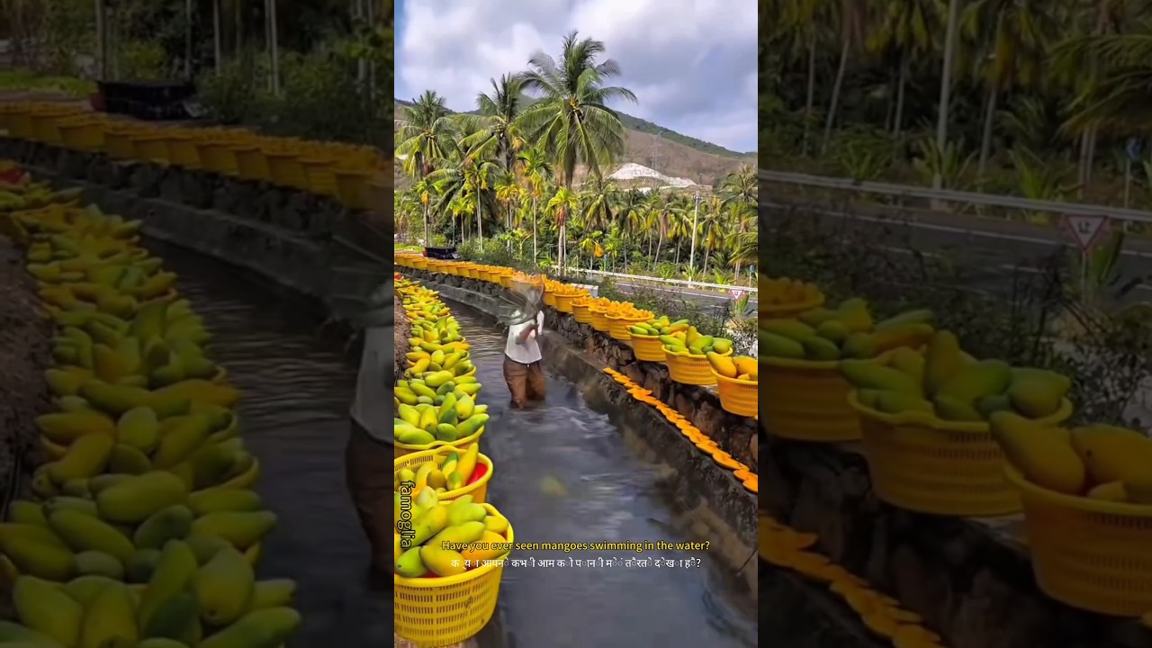 Amazing Fruit Harvest! Giant Mangoes and Mysterious Thorny Fruit 🥭🍑 #fruit #Shorts # Nature