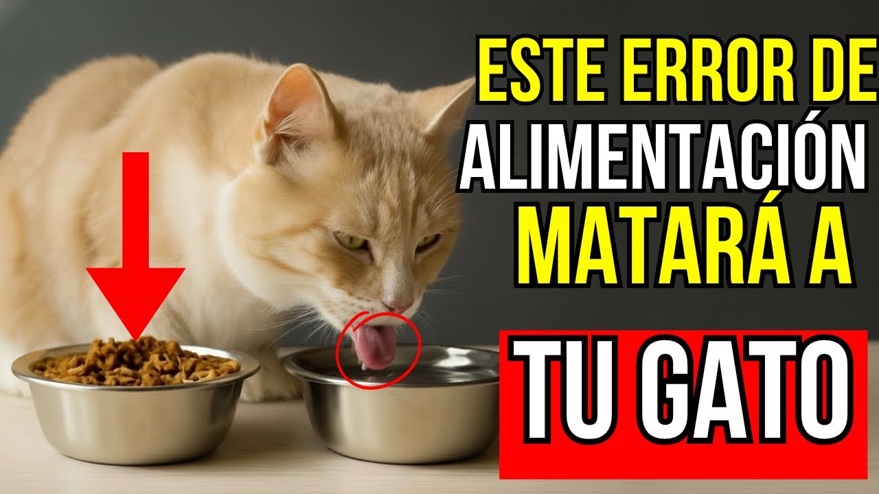 Error mortal en la alimentación que el 98% de los dueños de gatos cometen a diario sin darse cuenta.