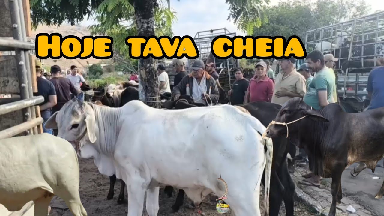 FEIRA DE ANIMAIS DE EM UMBUZEIRO PARAÍBA 24/01/2025 