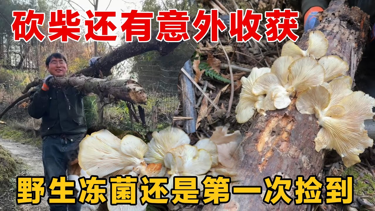 第一次捡到野生冻菌，果然农村山上处处藏着惊喜，满满一口袋收获
